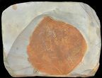 Detailed Fossil Leaf (Zizyphoides) - Montana #68302-1